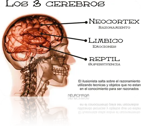 Los tres tipos de cerebros: reptiliano, límbico y neocórtex