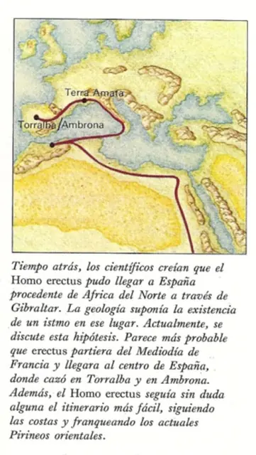El Primer Hombre - Homo Erectus -