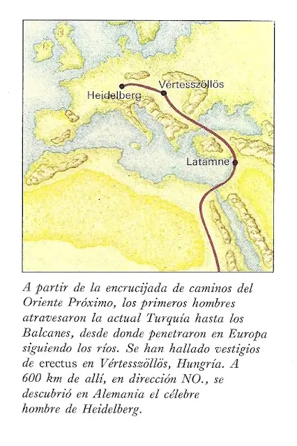 homo erectus