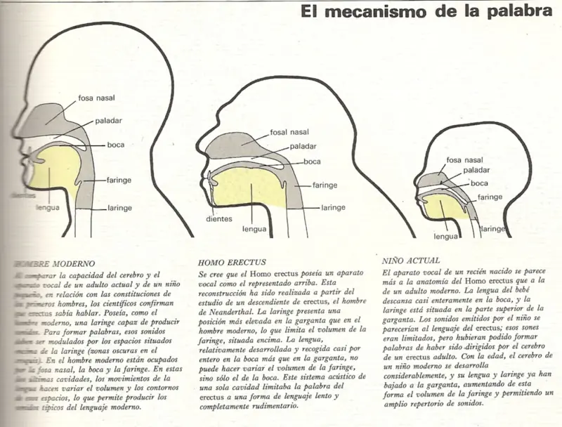 El Primer Hombre - Homo Erectus -