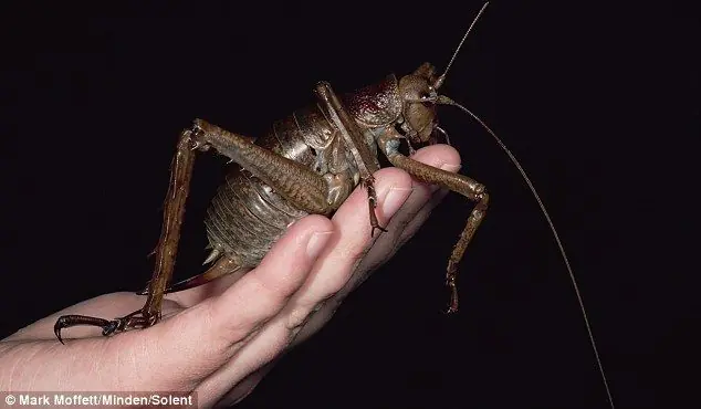 Fotografían un Grillo Gigante....