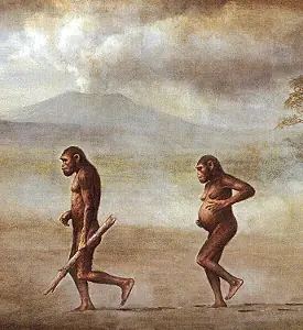 homo erectus