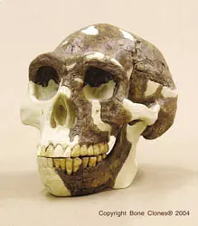 El Primer Hombre - Homo Erectus -