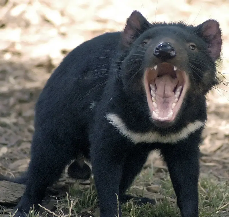Top Mamíferos En La Naturaleza!