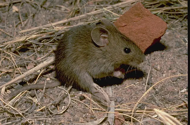 Top Mamíferos En La Naturaleza!