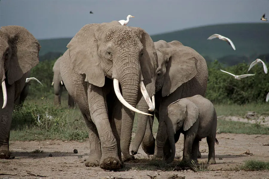 animales