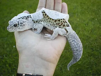 La muda de piel de los reptiles