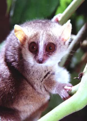 Top Mamíferos En La Naturaleza!