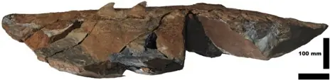 calamar gigante