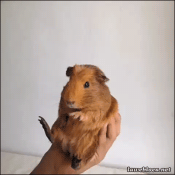 gif graciosos