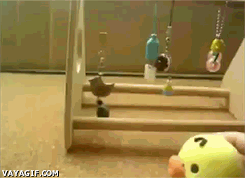 gif chistosos