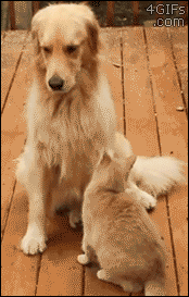 Gif graciosos, comentados