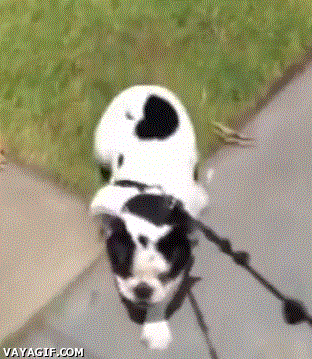 gif graciosos
