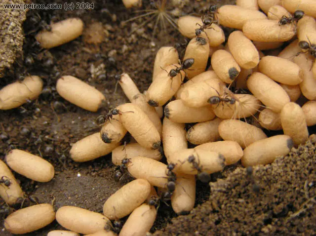 hormigas