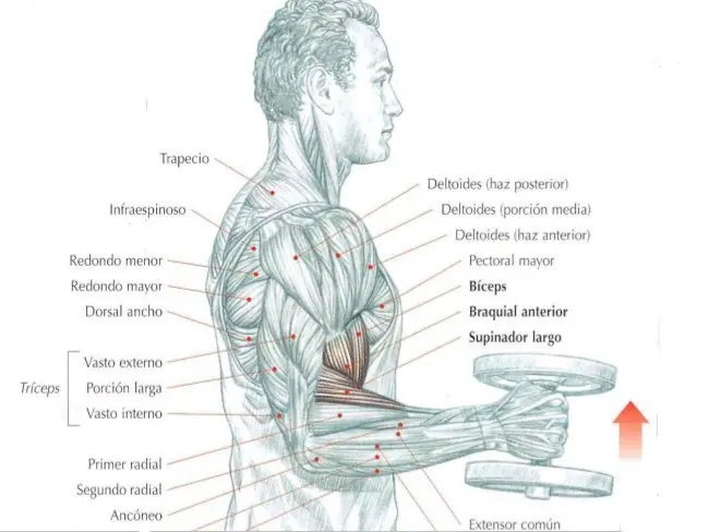 triceps con mancuernas