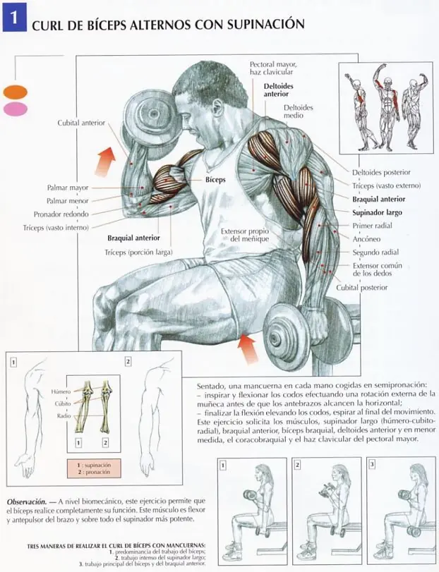triceps