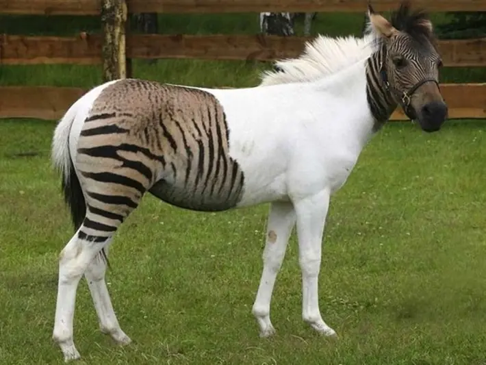 Animales