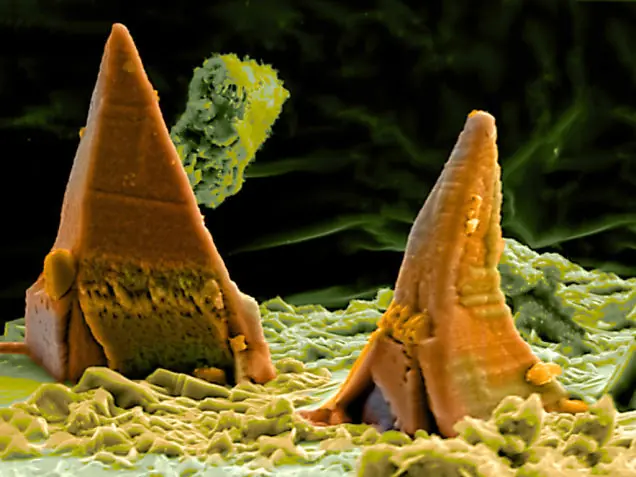 microscopio