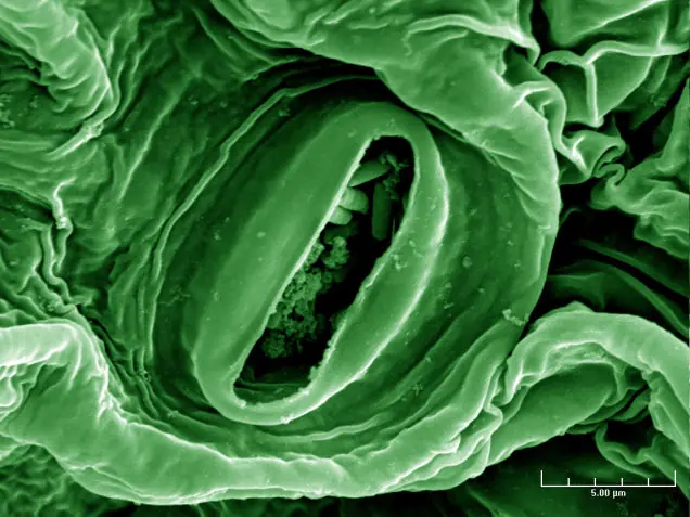 microscopicas