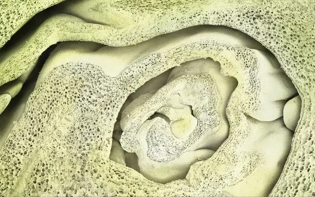 Cosas vistas bajo el microscopio