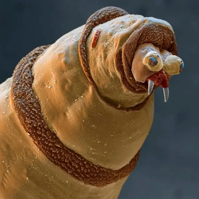 Cosas vistas bajo el microscopio