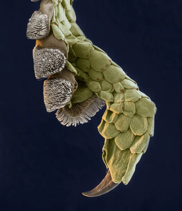 microscopio