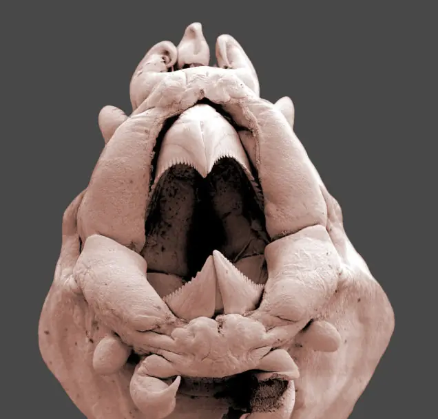 microscopicas