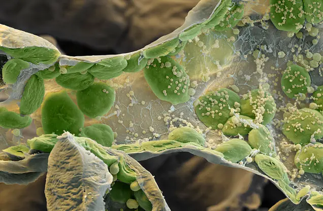 microscopicas