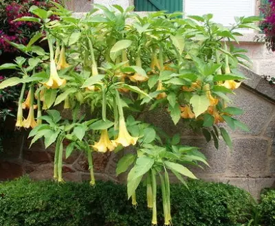 Que es la Burundanga?