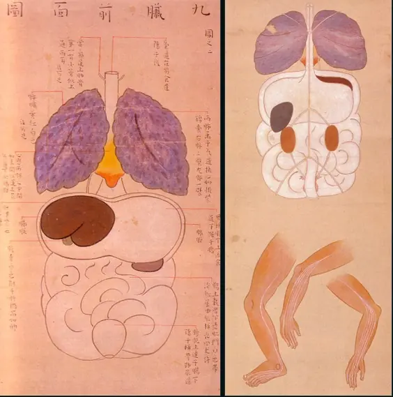 anatomia