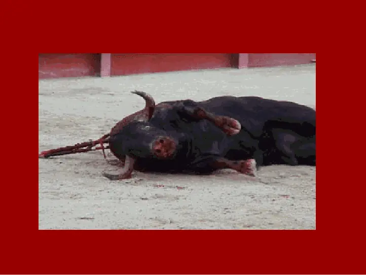 corridas de toros