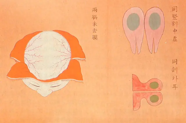 Ilustraciones anatómicas del período Edo de Japón