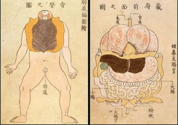 anatomicas