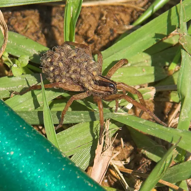 villeros