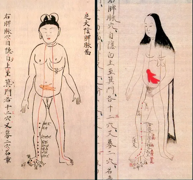 anatomicas