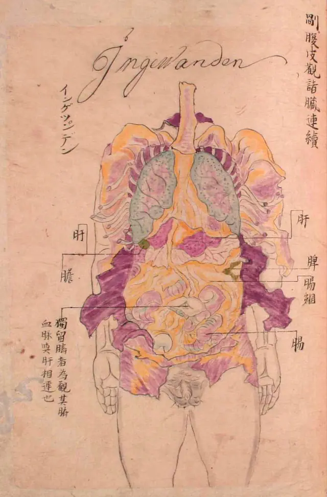 anatomia