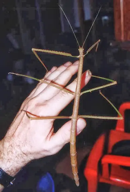 bichos