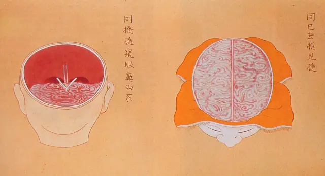 anatomicas