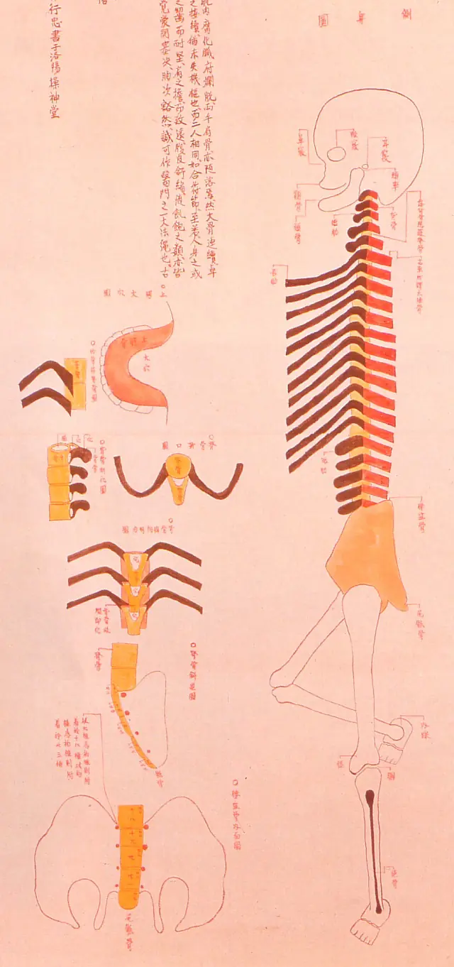 anatomia