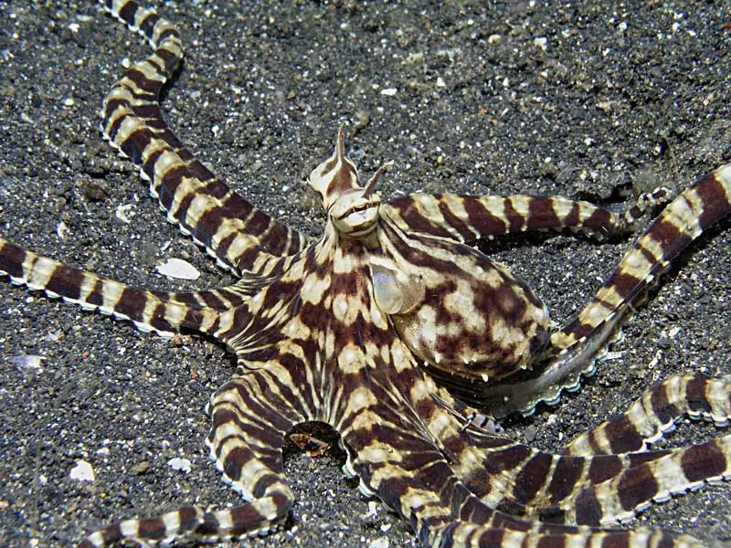 Te presento al animal marino mas sorprendente del mundo