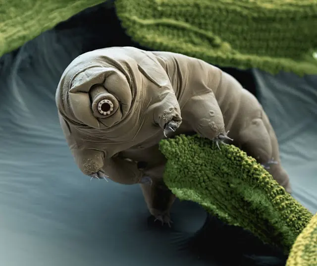 TARDIGRADOS