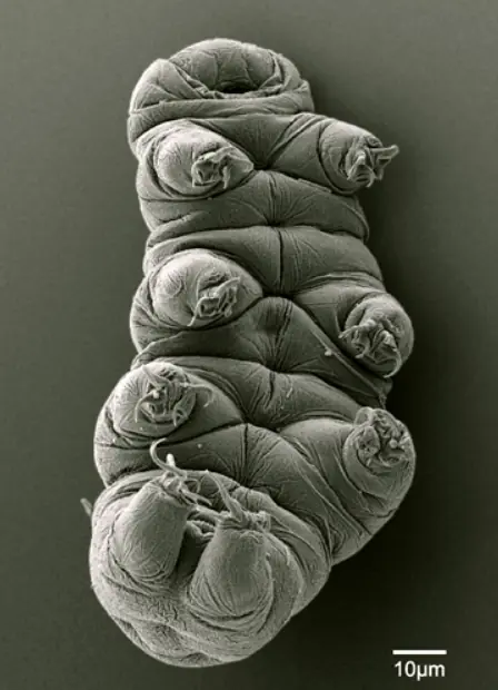 TARDIGRADOS