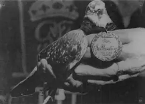 2º Guerra Mundial: Héroes no humanos famosos.