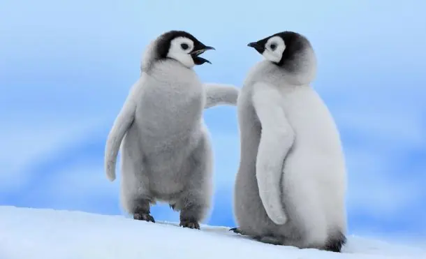 Las distros Linux más prometedoras para el 2015