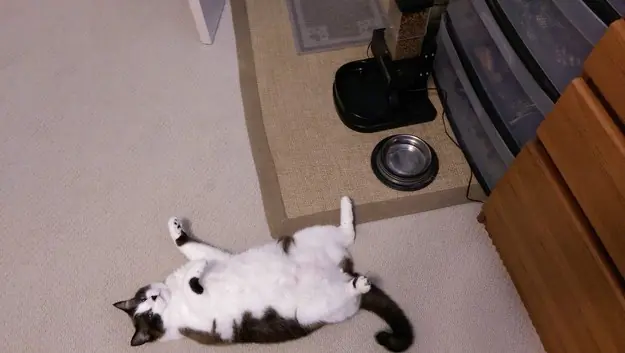 gatos