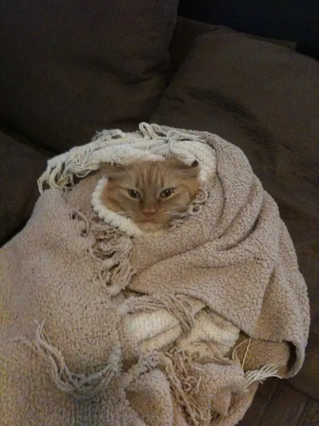 gatos