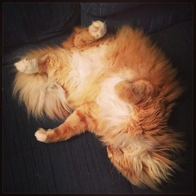 gatos
