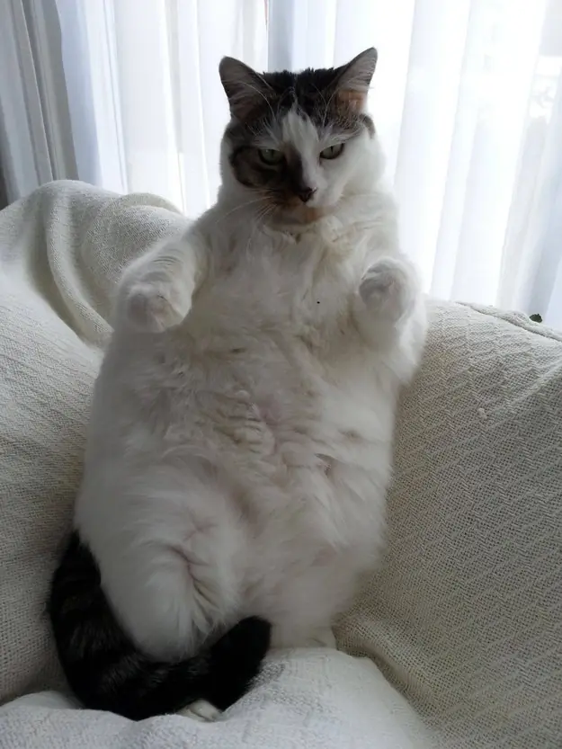 21 Gatos en coma alimenticio.