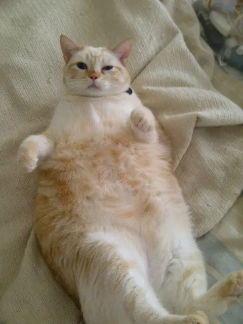 21 Gatos en coma alimenticio.