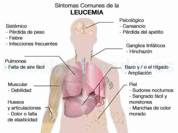circulatorio organos